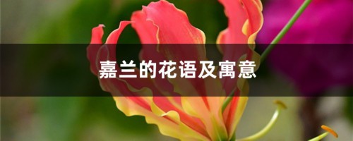 嘉兰的花语及寓意