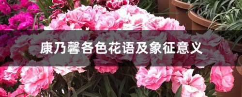 康乃馨各色花语及象征意义