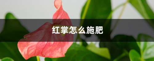 红掌怎么施肥