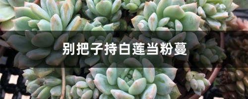 别把子持白莲当粉蔓