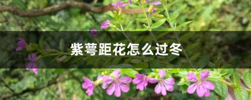 紫萼距花怎么过冬